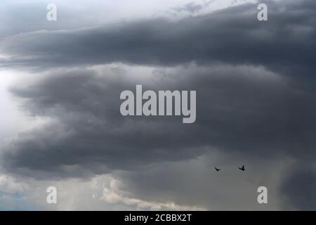 Raben schweben, während dunkle Sturmwolken den Himmel im amerikanischen Südwesten füllen. Stockfoto