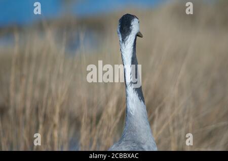 Rückansicht eines gemeinsamen Krans Grus grus. Gallocanta Lagoon Natural Reserve. Aragon. Spanien. Stockfoto