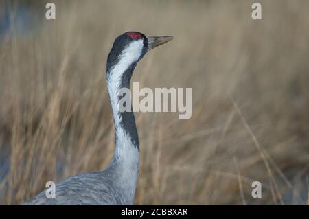 Gemeinsame Kran Grus grus . Gallocanta Lagoon Natural Reserve. Aragon. Spanien. Stockfoto