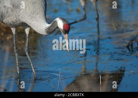 Gemeinsame Kran Grus grus . Gallocanta Lagoon Natural Reserve. Aragon. Spanien. Stockfoto