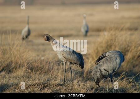 Gewöhnliche Kraniche Grus grus preening. Links juvenil und rechts adult. Gallocanta Lagoon Natural Reserve. Aragon. Spanien. Stockfoto