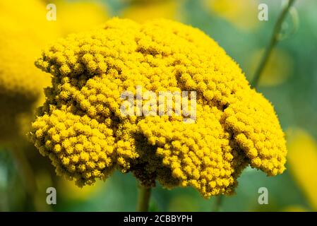 Der Blütenkopf einer Schafgarbe 'Gold Plate' (Achillea filipendulina 'Goldplatte') Stockfoto