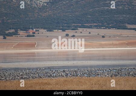 Gemeinsame Kraniche Grus grus in Gallocanta Lagoon Natural Reserve. Aragon. Spanien. Stockfoto