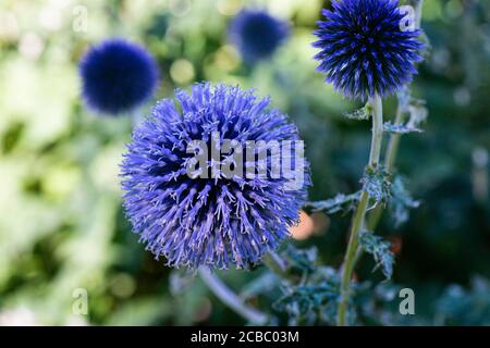 Der kugelförmige Blütenkopf einer Kugeldistel (Echinops) Stockfoto