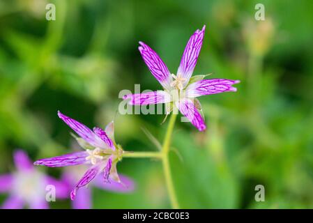 Die Blüten eines Thurstons Kranich (Geranium × oxonianum f. thurstonianum) Stockfoto