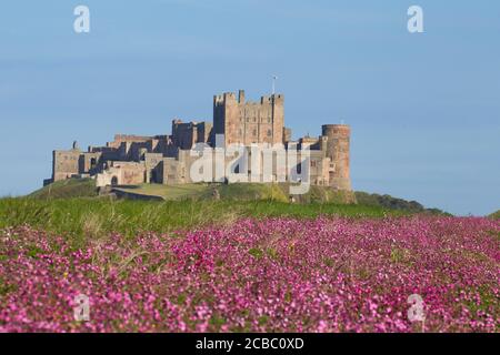 Feld von Red Campion, Silene dioica, vor Bamburgh Castle, Bamburgh, Northumberland, Großbritannien. Stockfoto