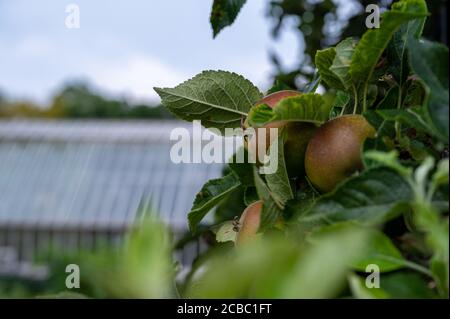 Äpfel eingebettet in grüne Blätter auf einem Obstbaum in Ein Obstgarten im Herbst oder Herbst Stockfoto