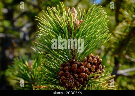 Nahaufnahme eines Zweiges mit zwei braunen Pineconen. Stockfoto