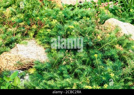 Zwischen den Steinen wächst eine kleine grüne Pflanze. Foto aufgenommen in Tscheljabinsk, Russland. Stockfoto