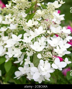 Weiße Blüten der Hortensia paniculata Stockfoto