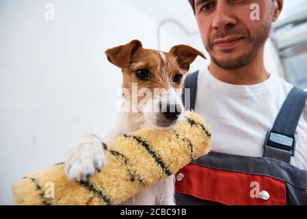 Mann mit Hund macht Renovierungsarbeiten im Zimmer. Gute Beziehung zwischen einem Hund und seinem Besitzer Stockfoto