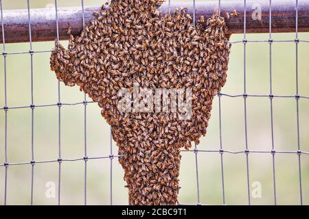 Großer Schwarm afrikanisierter Bienen auf einem Zaun Stockfoto