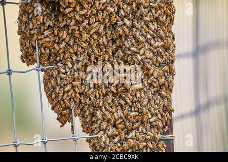 Großer Schwarm afrikanisierter Bienen auf einem Zaun Stockfoto