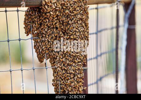 Großer Schwarm afrikanisierter Bienen auf einem Zaun Stockfoto