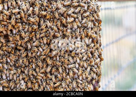 Großer Schwarm afrikanisierter Bienen auf einem Zaun Stockfoto