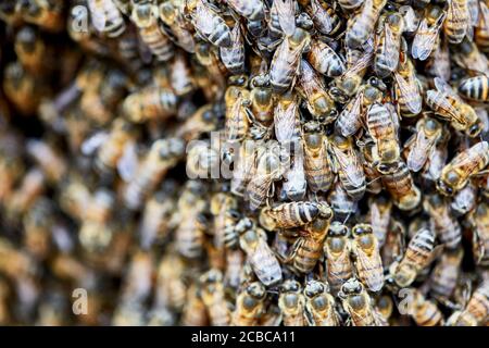 Großer Schwarm afrikanisierter Bienen auf einem Zaun Stockfoto