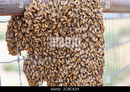 Großer Schwarm afrikanisierter Bienen auf einem Zaun Stockfoto