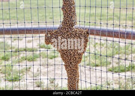 Großer Schwarm afrikanisierter Bienen auf einem Zaun Stockfoto
