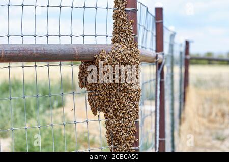 Großer Schwarm afrikanisierter Bienen auf einem Zaun Stockfoto