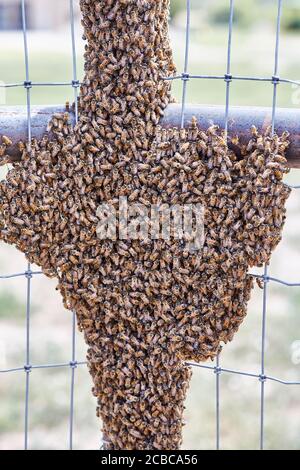 Großer Schwarm afrikanisierter Bienen auf einem Zaun Stockfoto