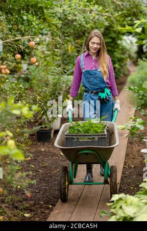 Fleißige junge blonde Frau schiebt einen Wagen im Gewächshaus. Freizeit. Lifestyle Stockfoto