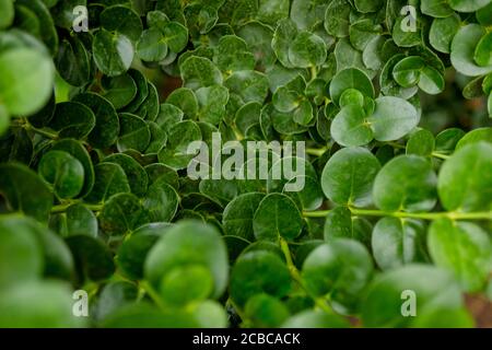 Grüne Blätter patten. Nahaufnahme Bild. Blumen sind mit Liebe gepflanzt. Stockfoto