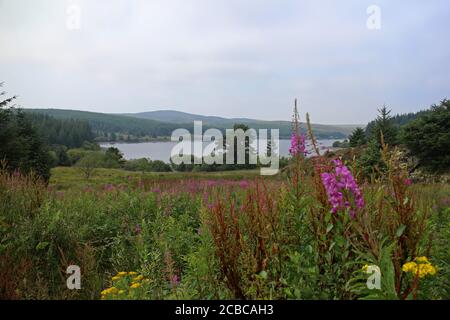 Schleichende Glockenblume am Ufer des Llyn Alwen Stausees Wales Stockfoto