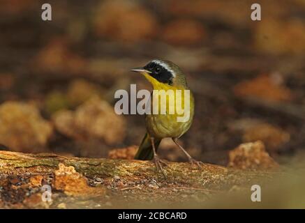 Gewöhnlicher Gelbkehlkopf (Geothlypis trichas) Erwachsener auf der gefallenen Halbinsel Zapata, Kuba März Stockfoto