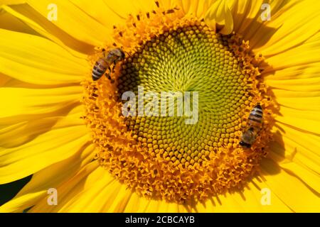 Nahaufnahme von zwei Bienen, die Nektar in einer Sonnenblume sammeln Stockfoto