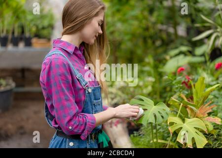 Angenehme blonde Gärtner konzentriert auf wischen Blumen. Close up Seite Ansicht Foto. Job, Beruf Stockfoto