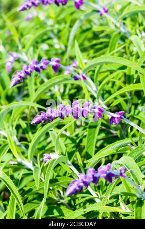 Midnight Mexican Bush Salbei, Salvia leucantha, Midnight. Stockfoto