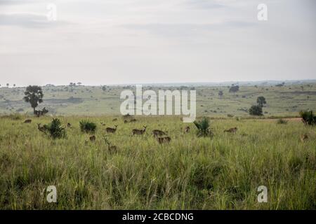 Ugandische Kobs sind an den Murchison Falls, Ugandas größtem Nationalpark, abgebildet. Seit Beginn der Pandemie hat die Wilderei in den Murchison Falls zugenommen, während Uganda in diesem Jahr voraussichtlich mehr als eine Milliarde Dollar im Tourismus verlieren wird. Stockfoto