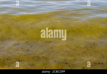 Blaualgen, Cyanobakterien auch bekannt als Cyanophyta. Blühende Bakterien Pflanzen im Sommer in der Ostsee am Strand. Stockfoto