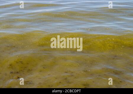 Blaualgen, Cyanobakterien auch bekannt als Cyanophyta. Blühende Bakterien Pflanzen im Sommer in der Ostsee am Strand. Stockfoto