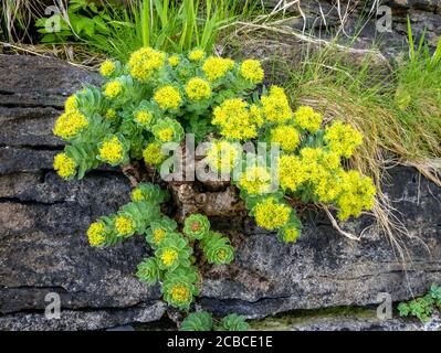 Gelb blühende Roseroot (Rhodiola rosea) Pflanze wächst auf felsigen Klippen, Schottland, Großbritannien Stockfoto