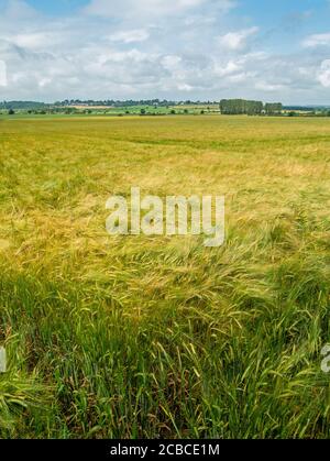 Feld der grünen, unreifen Gerstengetreide wächst in Leicestershire, England, Großbritannien Stockfoto