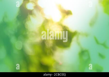 Frischer grüner Hintergrund mit abstrakt verschwommenem Laub. Abstrakt grün Bokeh Hintergrund auf Sonnenschein Hintergrund. Stockfoto