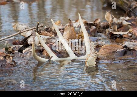 Whitetail Shed Antler liegt in einem Bach mit Reflexion Stockfoto