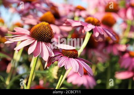 Rudbeckia blüht im Sommer vor blauem Himmel, bunter floraler Hintergrund. Echinacea purpurea, Heilkraut Stockfoto