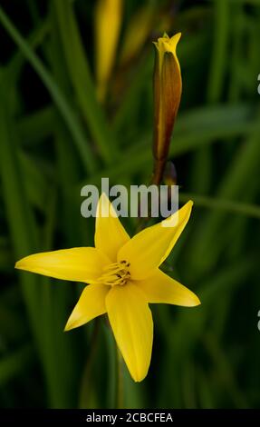 Sternförmige Gelbe Blume Mit Sechs Blütenblättern Stockfoto