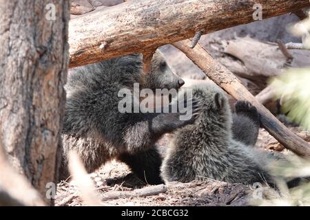 Babybärenjungen, die verwaist waren, spielen an einem schönen Sommertag in einer Wildtierrettungsanlage. Stockfoto