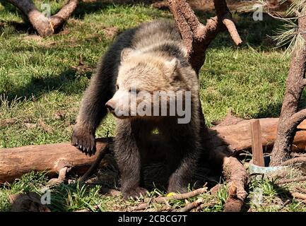 Babybärenjungen, die verwaist waren, spielen an einem schönen Sommertag in einer Wildtierrettungsanlage. Stockfoto