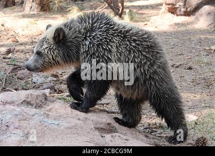 Babybärenjungen, die verwaist waren, spielen an einem schönen Sommertag in einer Wildtierrettungsanlage. Stockfoto