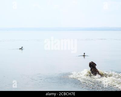 Black Dog Jagd Enten im Fluss Stockfoto