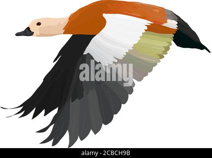 Fliegende Ente.Vektorbild. Vogel: Ruddy Shelduck. Tadorna ferruginea. Stock Vektor