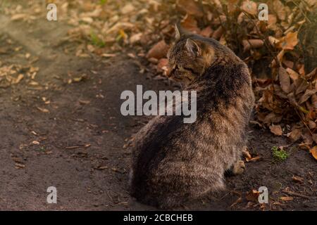 Gestreifte gestromte Katze, die im Herbst auf den Blättern liegt. Gestreift gestromte Katze im Herbst in rot orange gelben Herbstblättern. Stockfoto