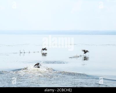 Black Dog Jagd Enten im Fluss Stockfoto