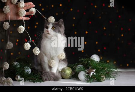 Kätzchen brach einen Weihnachtsbaum. Katze zerstört Weihnachtsbaum. Frau reinigt, nachdem die Katze den Weihnachtsbaum umgedreht hat Stockfoto