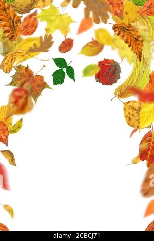 Herbstblätter fallen und drehen sich. Herbst fallende Blätter isoliert auf weißem Grund. Fallende Herbstblätter Stockfoto
