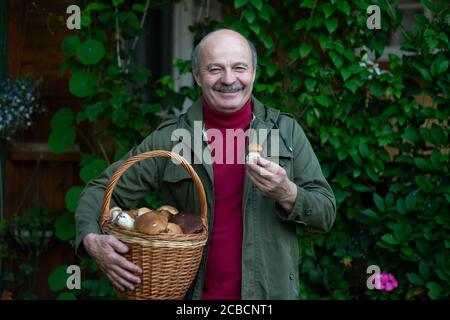 Der alte Mann sammelt Pilze, die ein cep aus dem Korb zeigen. Stockfoto